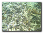 Taveuni-Island-Fiji-Underwater-Snorkeling-Pictures-087