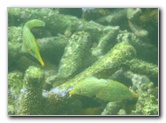 Taveuni-Island-Fiji-Underwater-Snorkeling-Pictures-103