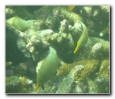 Taveuni-Island-Fiji-Underwater-Snorkeling-Pictures-105