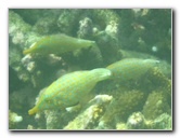 Taveuni-Island-Fiji-Underwater-Snorkeling-Pictures-106