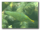 Taveuni-Island-Fiji-Underwater-Snorkeling-Pictures-108