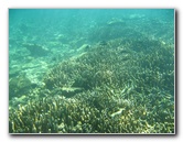 Taveuni-Island-Fiji-Underwater-Snorkeling-Pictures-111
