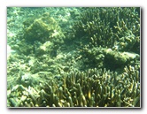 Taveuni-Island-Fiji-Underwater-Snorkeling-Pictures-112