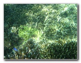 Taveuni-Island-Fiji-Underwater-Snorkeling-Pictures-118