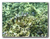 Taveuni-Island-Fiji-Underwater-Snorkeling-Pictures-123