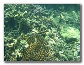 Taveuni-Island-Fiji-Underwater-Snorkeling-Pictures-124