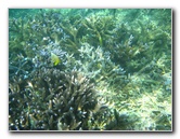 Taveuni-Island-Fiji-Underwater-Snorkeling-Pictures-127