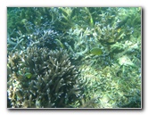 Taveuni-Island-Fiji-Underwater-Snorkeling-Pictures-128