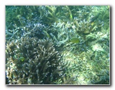 Taveuni-Island-Fiji-Underwater-Snorkeling-Pictures-128