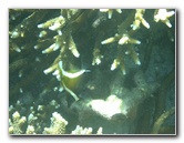 Taveuni-Island-Fiji-Underwater-Snorkeling-Pictures-140