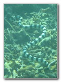 Taveuni-Island-Fiji-Underwater-Snorkeling-Pictures-148