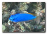 Taveuni-Island-Fiji-Underwater-Snorkeling-Pictures-151