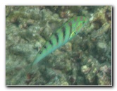 Taveuni-Island-Fiji-Underwater-Snorkeling-Pictures-154