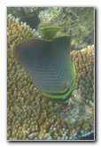 Taveuni-Island-Fiji-Underwater-Snorkeling-Pictures-166