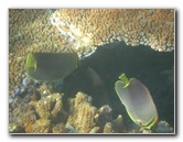Taveuni-Island-Fiji-Underwater-Snorkeling-Pictures-170
