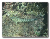 Taveuni-Island-Fiji-Underwater-Snorkeling-Pictures-184