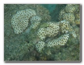 Taveuni-Island-Fiji-Underwater-Snorkeling-Pictures-191