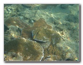 Taveuni-Island-Fiji-Underwater-Snorkeling-Pictures-192