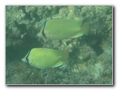 Taveuni-Island-Fiji-Underwater-Snorkeling-Pictures-194