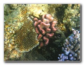 Taveuni-Island-Fiji-Underwater-Snorkeling-Pictures-196