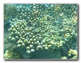 Taveuni-Island-Fiji-Underwater-Snorkeling-Pictures-202