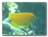 Taveuni-Island-Fiji-Underwater-Snorkeling-Pictures-206