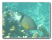 Taveuni-Island-Fiji-Underwater-Snorkeling-Pictures-210