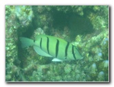 Taveuni-Island-Fiji-Underwater-Snorkeling-Pictures-214