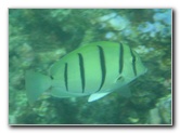 Taveuni-Island-Fiji-Underwater-Snorkeling-Pictures-215