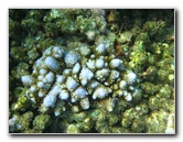 Taveuni-Island-Fiji-Underwater-Snorkeling-Pictures-218