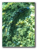 Taveuni-Island-Fiji-Underwater-Snorkeling-Pictures-225