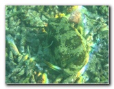 Taveuni-Island-Fiji-Underwater-Snorkeling-Pictures-228