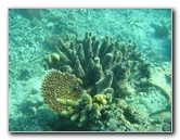 Taveuni-Island-Fiji-Underwater-Snorkeling-Pictures-232