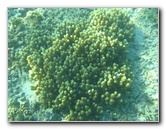 Taveuni-Island-Fiji-Underwater-Snorkeling-Pictures-238