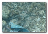 Taveuni-Island-Fiji-Underwater-Snorkeling-Pictures-240