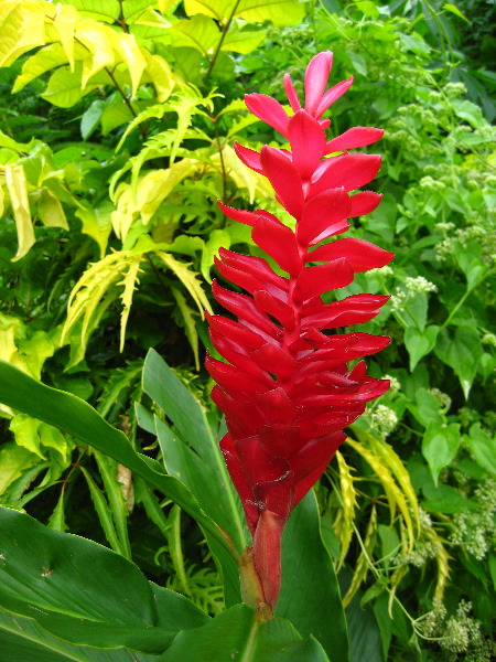 Tavoro-River-Waterfalls-Bouma-Park-Taveuni-Fiji-014