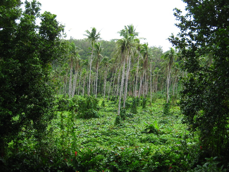 Tavoro-River-Waterfalls-Bouma-Park-Taveuni-Fiji-023