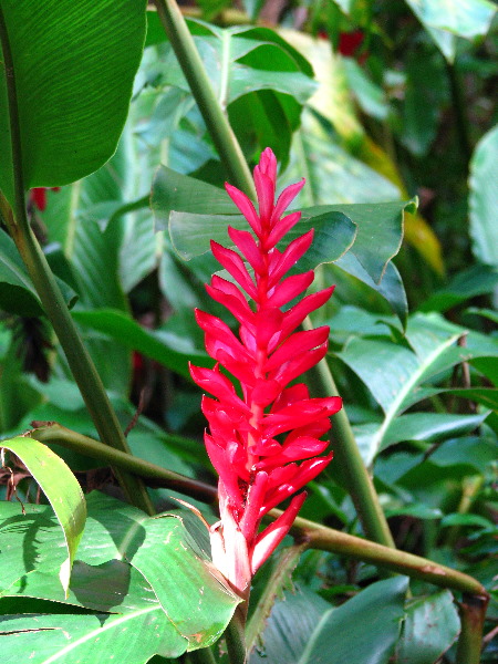 Tavoro-River-Waterfalls-Bouma-Park-Taveuni-Fiji-035