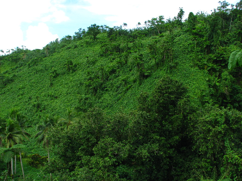 Tavoro-River-Waterfalls-Bouma-Park-Taveuni-Fiji-043