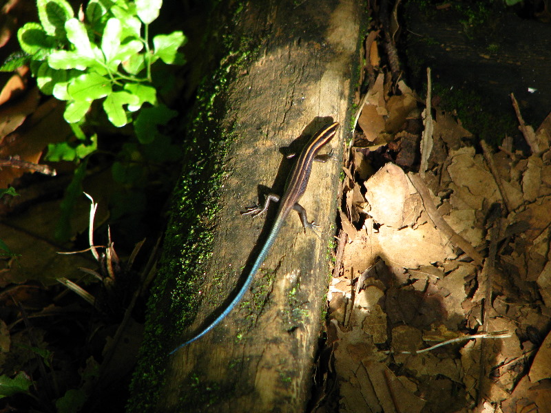 Tavoro-River-Waterfalls-Bouma-Park-Taveuni-Fiji-055