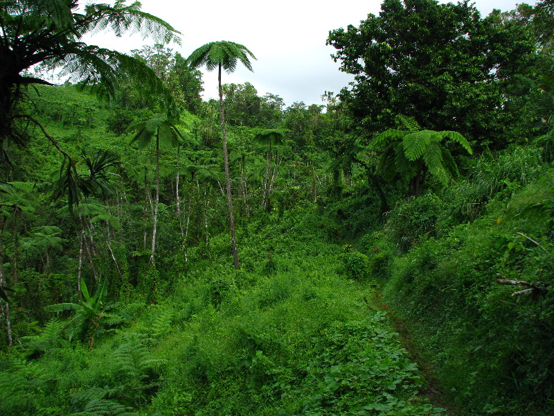 Tavoro-River-Waterfalls-Bouma-Park-Taveuni-Fiji-057