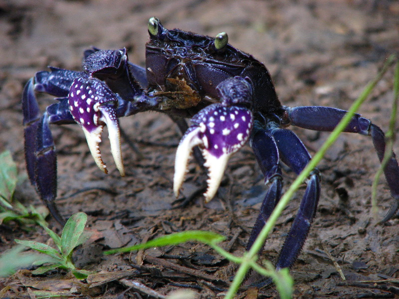 Tavoro-River-Waterfalls-Bouma-Park-Taveuni-Fiji-063