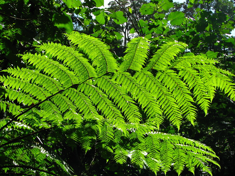 Tavoro-River-Waterfalls-Bouma-Park-Taveuni-Fiji-072