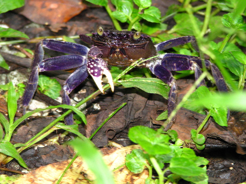 Tavoro-River-Waterfalls-Bouma-Park-Taveuni-Fiji-095