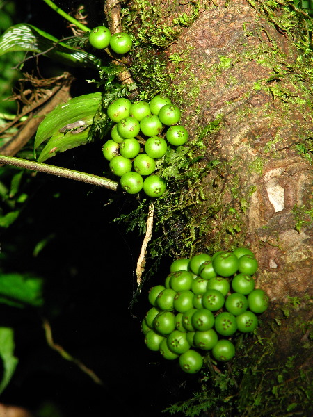 Tavoro-River-Waterfalls-Bouma-Park-Taveuni-Fiji-098