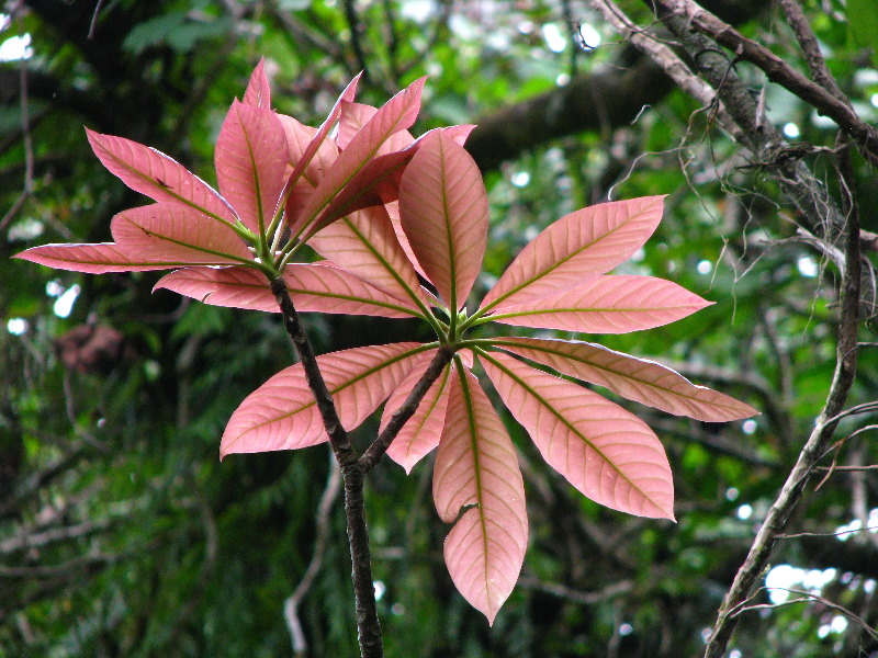 Tavoro-River-Waterfalls-Bouma-Park-Taveuni-Fiji-100