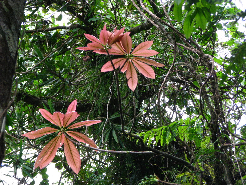 Tavoro-River-Waterfalls-Bouma-Park-Taveuni-Fiji-102