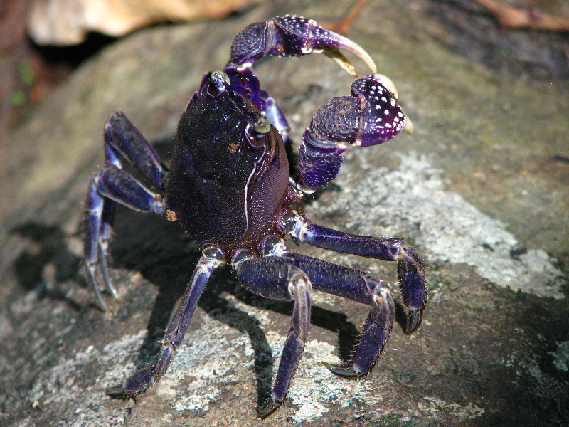 Tavoro-River-Waterfalls-Bouma-Park-Taveuni-Fiji-115