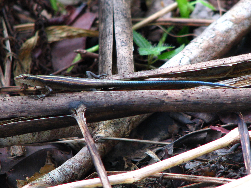 Tavoro-River-Waterfalls-Bouma-Park-Taveuni-Fiji-123