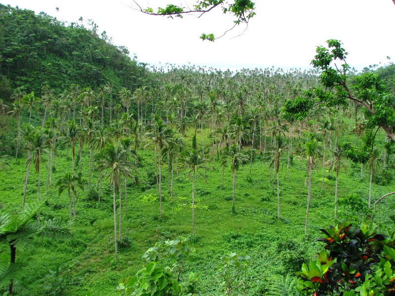 Tavoro-River-Waterfalls-Bouma-Park-Taveuni-Fiji-135